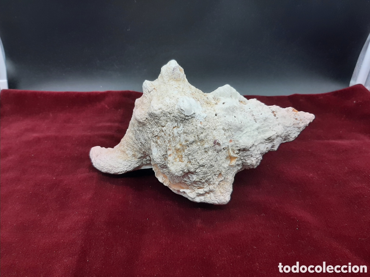 Coleccionismo de moluscos: Gran Caracola de 23 cm. - Foto 2