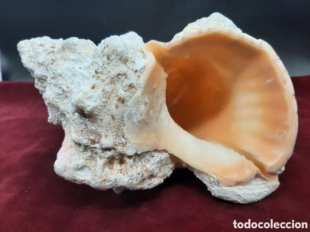 Coleccionismo de moluscos: Gran Caracola de 23 cm. - Foto 3