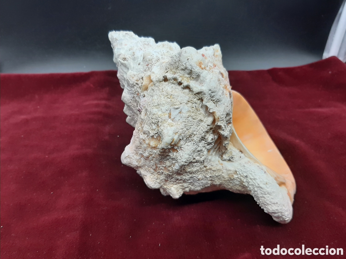 Coleccionismo de moluscos: Gran Caracola de 23 cm. - Foto 4