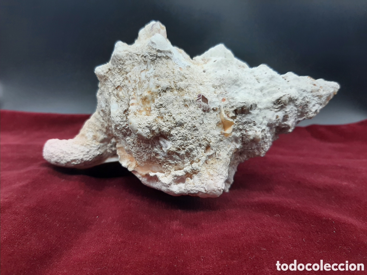 Coleccionismo de moluscos: Gran Caracola de 23 cm. - Foto 5