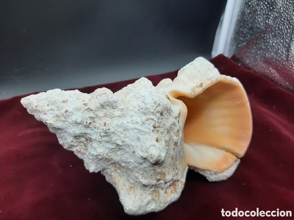 Coleccionismo de moluscos: Gran Caracola de 23 cm. - Foto 6