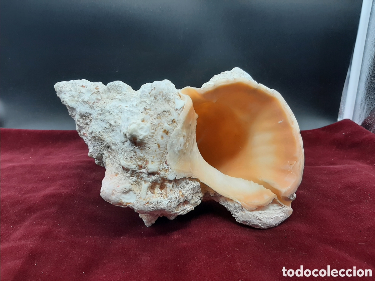 Coleccionismo de moluscos: Gran Caracola de 23 cm. - Foto 1