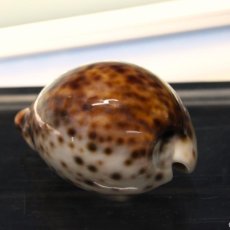 Coleccionismo de moluscos: CONCHA DE CAURI TIGRE, CYPRAEA TIGRIS. 75 MM.