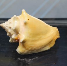Coleccionismo de moluscos: CONCHA DE CARACOLA, STROMBUS ALATUS, 80 MM.