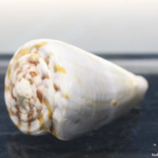 Coleccionismo de moluscos: CONCHA DE CARACOL MARINO, CONUS NAMOCANUS O FLAVIDUS, 60 MM.