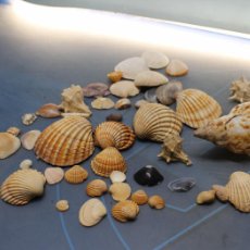 Coleccionismo de moluscos: LOTE MARINO PARA DECORACIÓN. ACUARIOS,MANUALIDADES, …