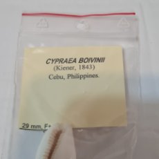 Coleccionismo de moluscos: CYPRAEA BOIVINII, 29 MM,CEBU,FILIPINAS.