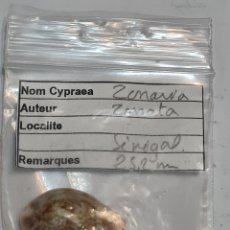 Coleccionismo de moluscos: CYPRAEA ZONARIA, 25,9 MM,SENEGAL.