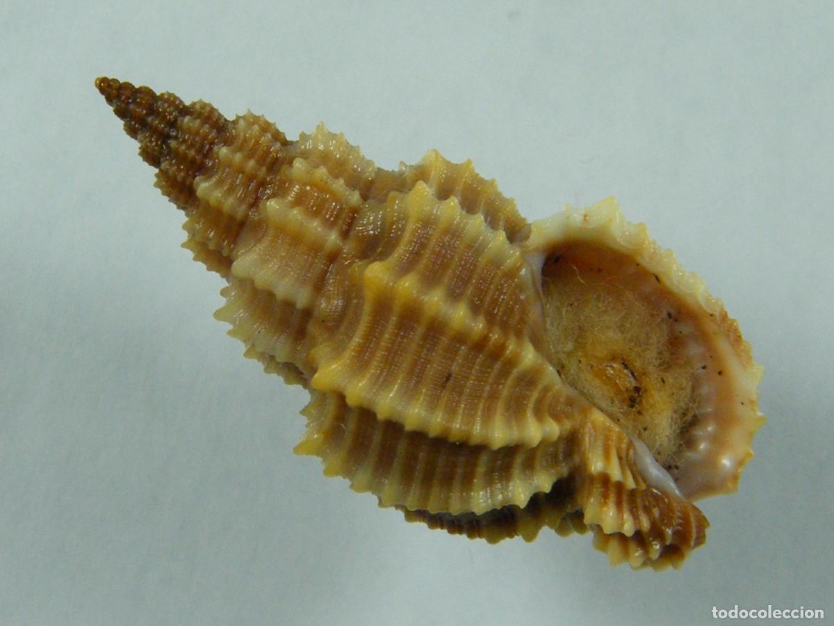 Coleccionismo de moluscos: #32116 Phos senticosus, Australia. - Foto 1