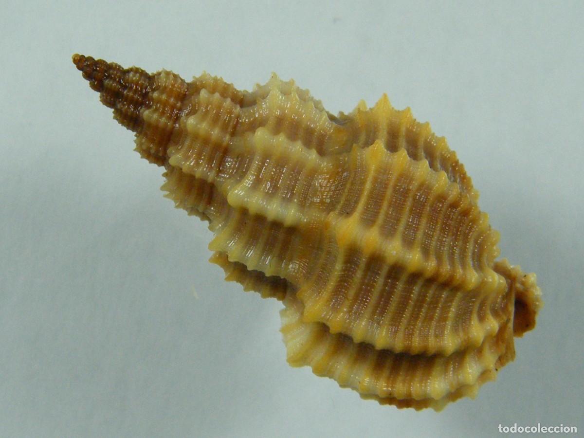Coleccionismo de moluscos: #32116 Phos senticosus, Australia. - Foto 2