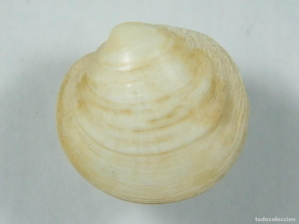 Coleccionismo de moluscos: #32126 Dosinia lucinalis, Australia. - Foto 1