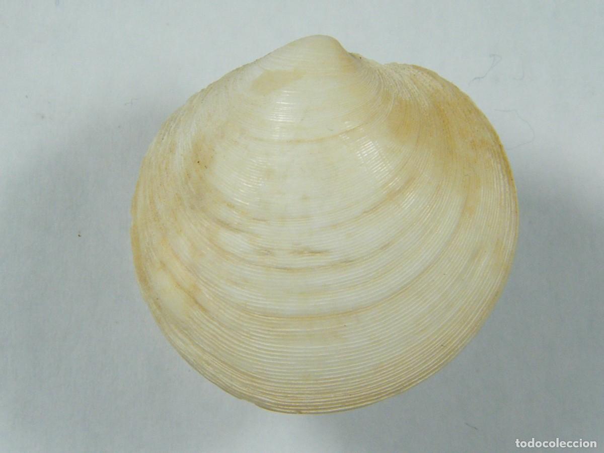Coleccionismo de moluscos: #32126 Dosinia lucinalis, Australia. - Foto 2
