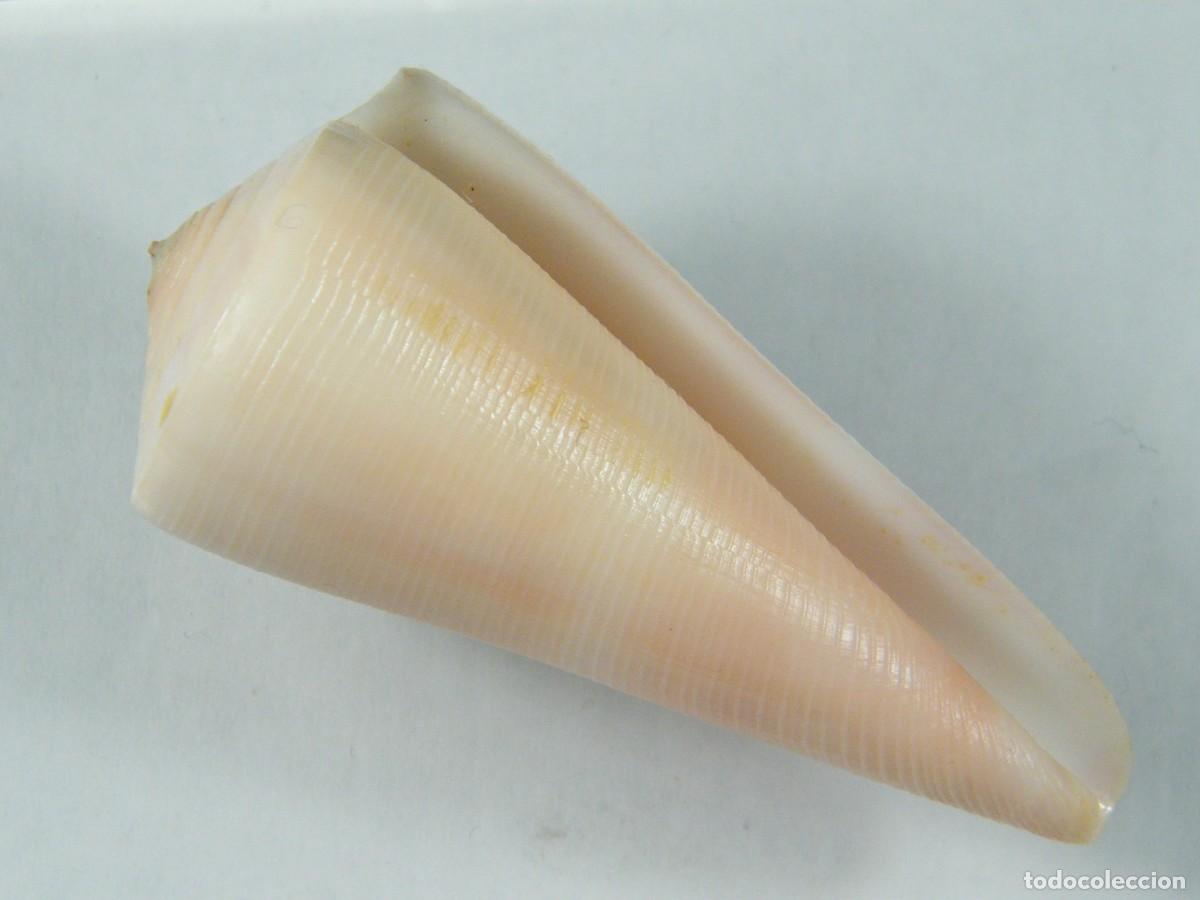 Coleccionismo de moluscos: #32144 Conus kintoki, Japon. - Foto 1