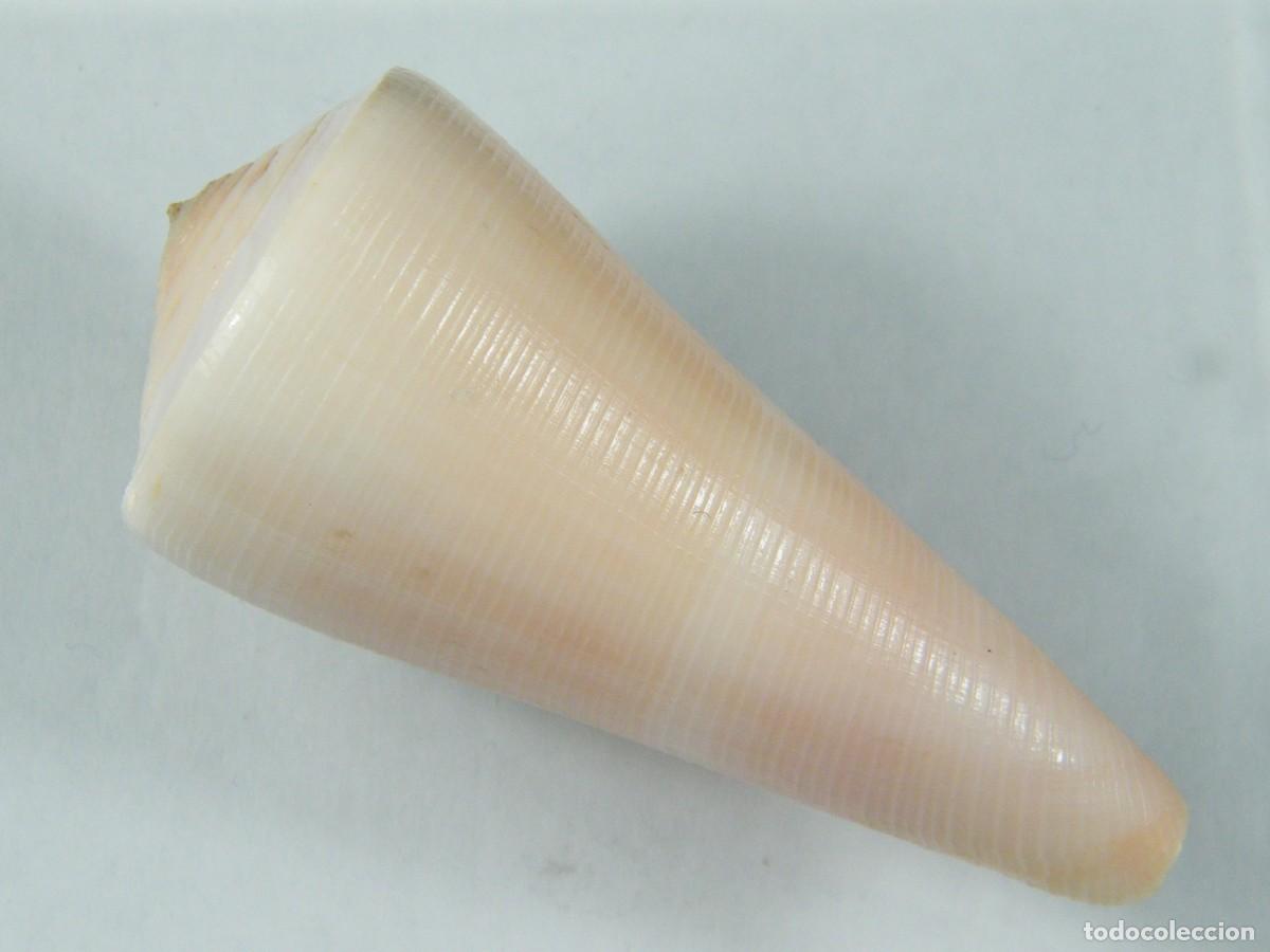 Coleccionismo de moluscos: #32144 Conus kintoki, Japon. - Foto 2