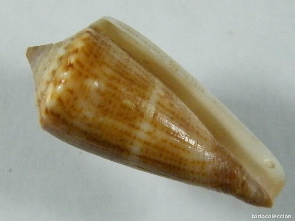 Coleccionismo de moluscos: #32129 Conus furvus, Mar de China. - Foto 1