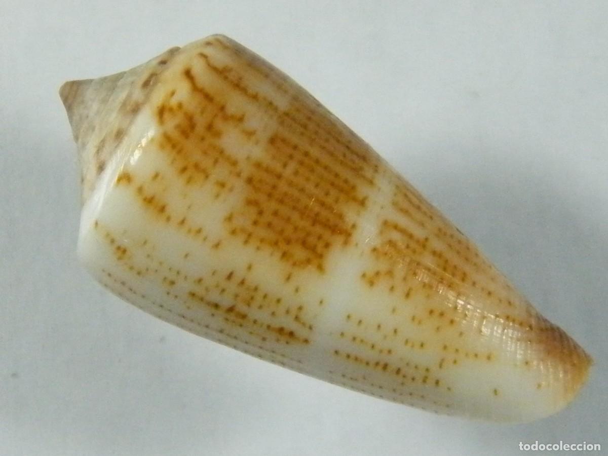 Coleccionismo de moluscos: #32129 Conus furvus, Mar de China. - Foto 2