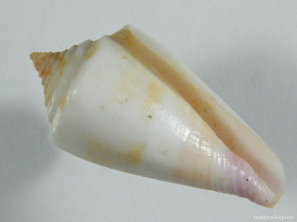 Coleccionismo de moluscos: #32056 Conus floridulus, Filipinas. - Foto 1