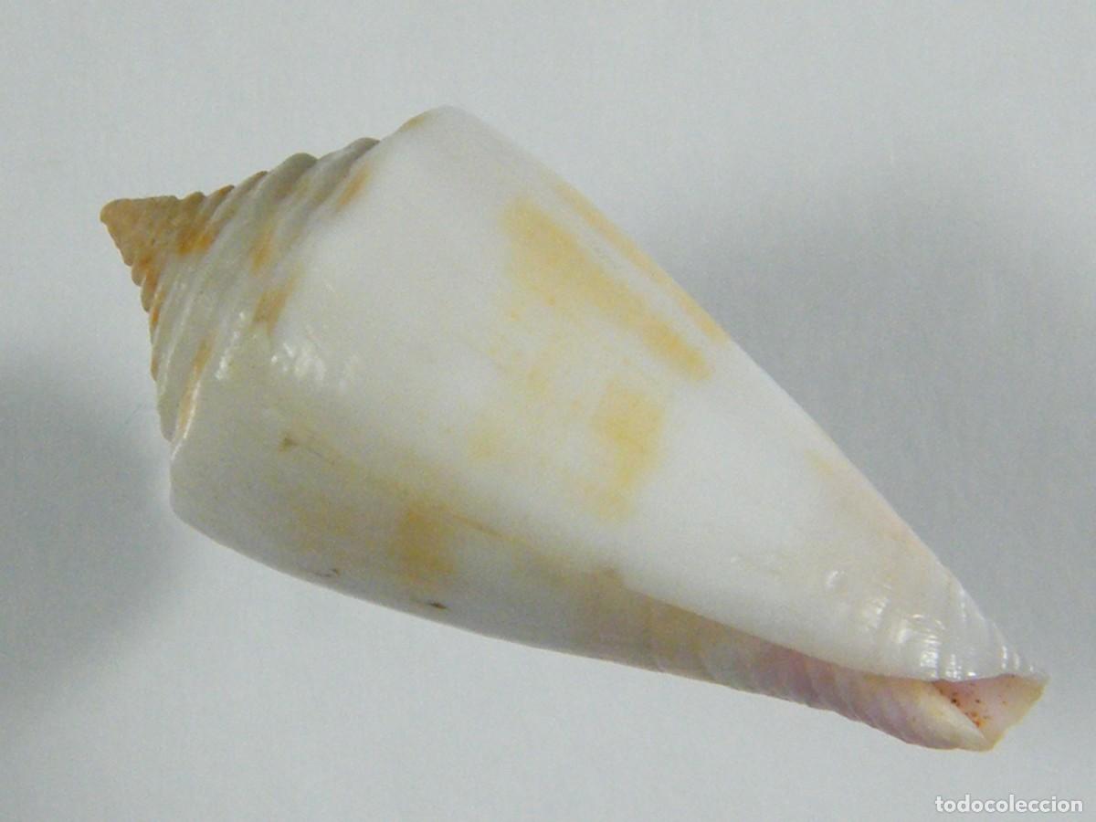 Coleccionismo de moluscos: #32056 Conus floridulus, Filipinas. - Foto 2