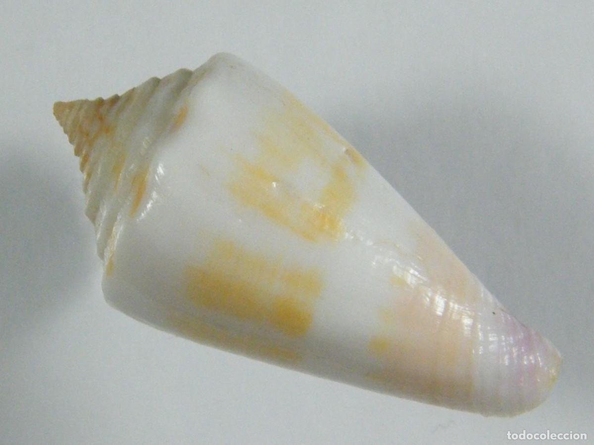 Coleccionismo de moluscos: #32056 Conus floridulus, Filipinas. - Foto 3