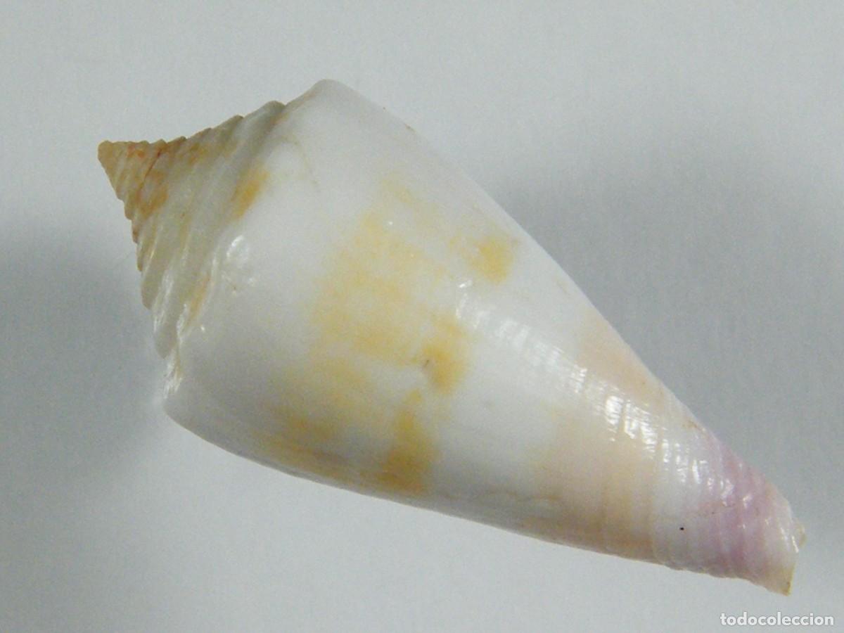 Coleccionismo de moluscos: #32056 Conus floridulus, Filipinas. - Foto 4