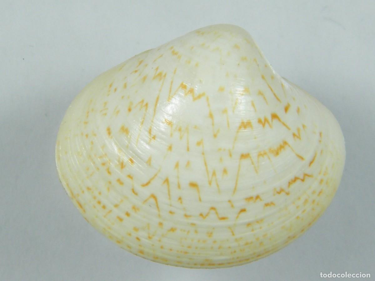Coleccionismo de moluscos: #32073 Pitar pellucidus, Australia. - Foto 1