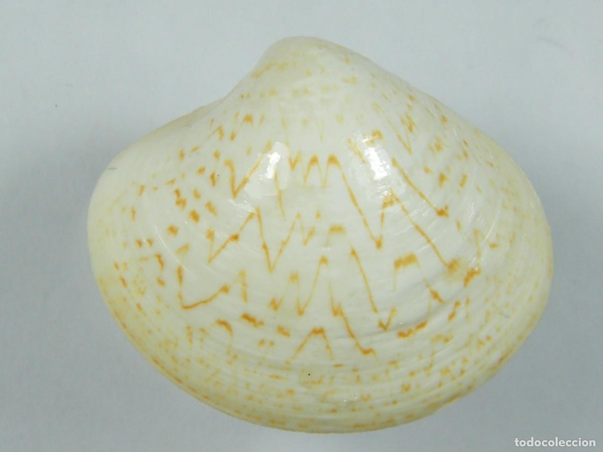 Coleccionismo de moluscos: #32073 Pitar pellucidus, Australia. - Foto 2
