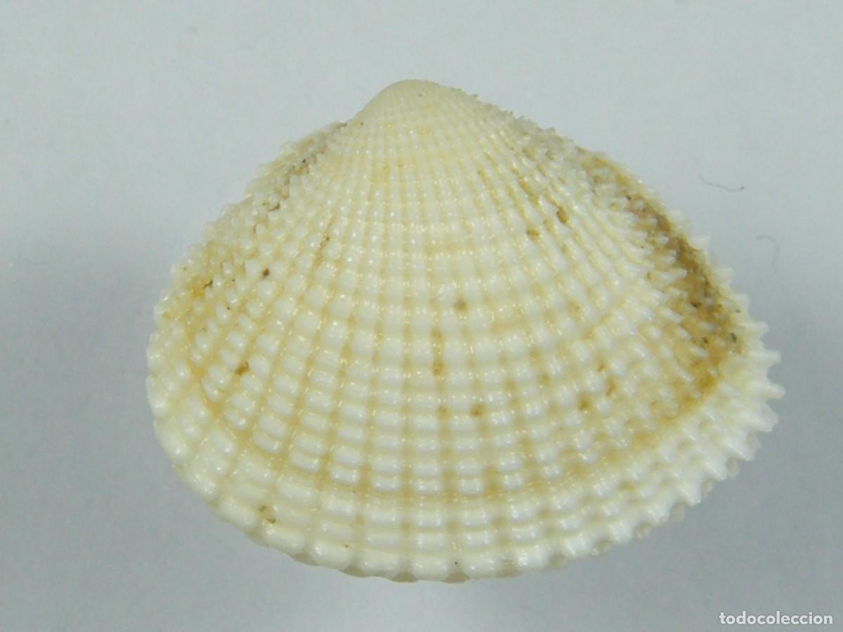 Coleccionismo de moluscos: #32075 Timoclea recognita, Australia. - Foto 1