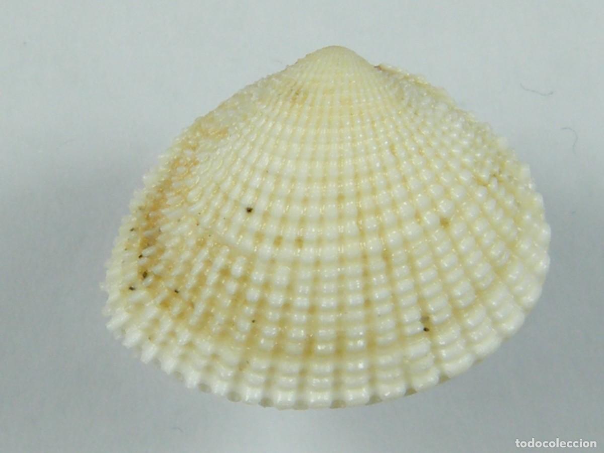Coleccionismo de moluscos: #32075 Timoclea recognita, Australia. - Foto 2