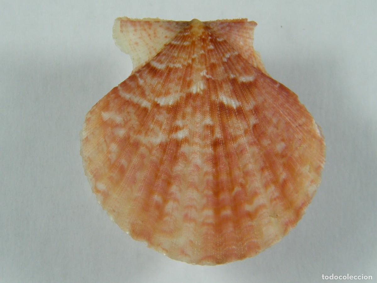 Coleccionismo de moluscos: #31075 Pecten opercularis, Mar de Albor&aacute;n. - Foto 1