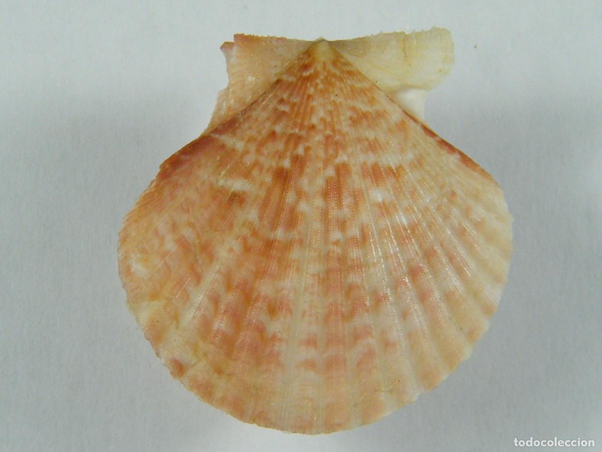 Coleccionismo de moluscos: #31075 Pecten opercularis, Mar de Albor&aacute;n. - Foto 2