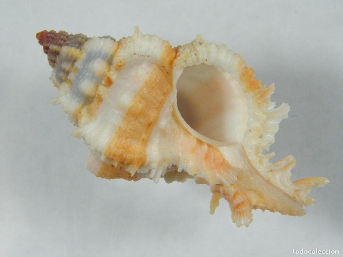 Coleccionismo de moluscos: #31023 Chicoreus venustulus, Filipinas. - Foto 1