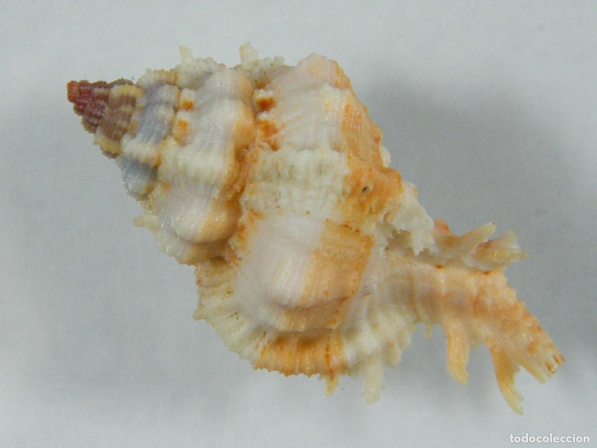 Coleccionismo de moluscos: #31023 Chicoreus venustulus, Filipinas. - Foto 2
