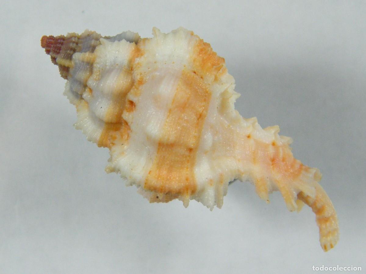 Coleccionismo de moluscos: #31023 Chicoreus venustulus, Filipinas. - Foto 4