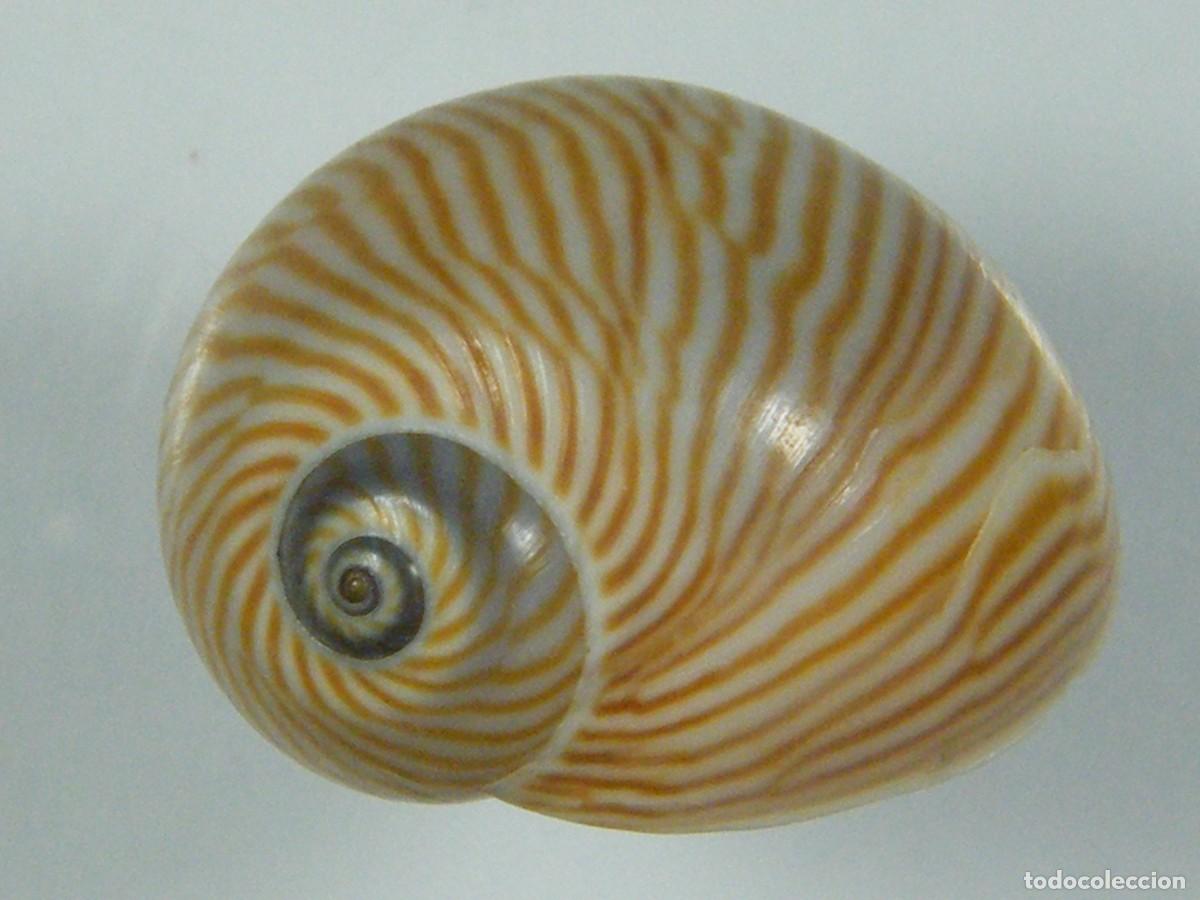 Coleccionismo de moluscos: #33027 Natica lineata. Taiwan. - Foto 1