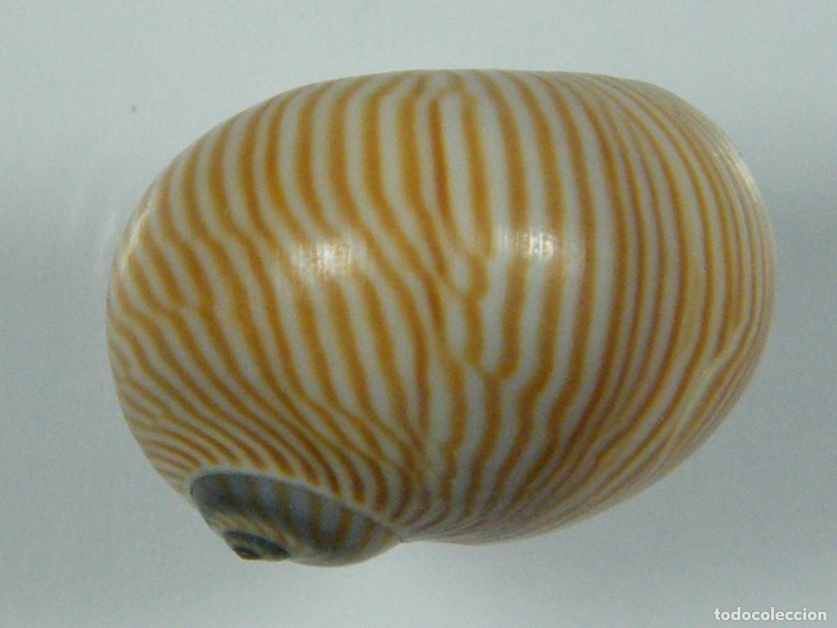 Coleccionismo de moluscos: #33027 Natica lineata. Taiwan. - Foto 2