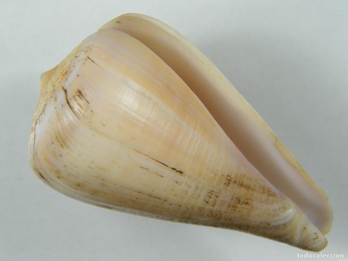 Coleccionismo de moluscos: #33002 Conus patricius. Panam&aacute;. - Foto 1