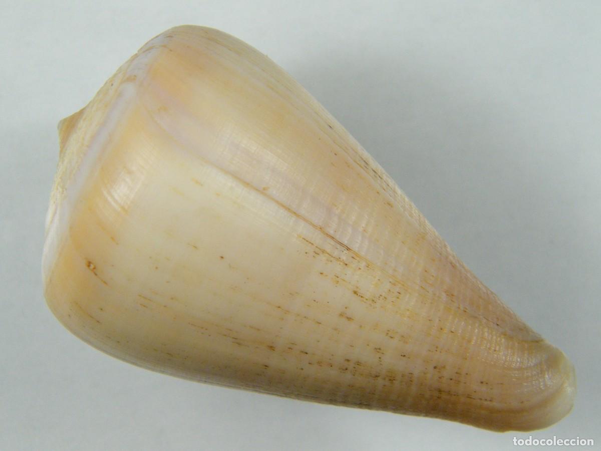 Coleccionismo de moluscos: #33002 Conus patricius. Panam&aacute;. - Foto 2
