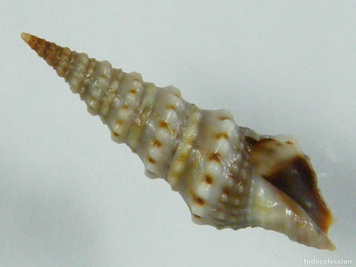 Coleccionismo de moluscos: #33014 Drillia coerulea. Gambia. - Foto 1