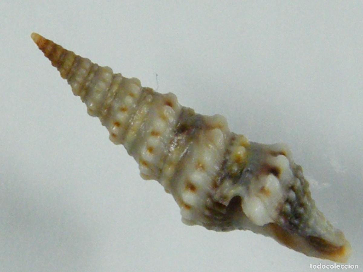 Coleccionismo de moluscos: #33014 Drillia coerulea. Gambia. - Foto 2