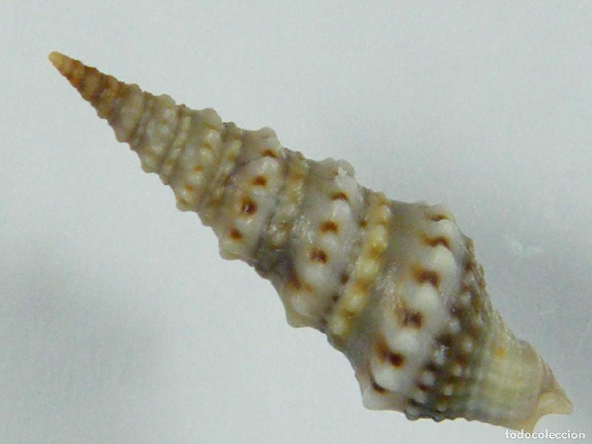 Coleccionismo de moluscos: #33014 Drillia coerulea. Gambia. - Foto 3
