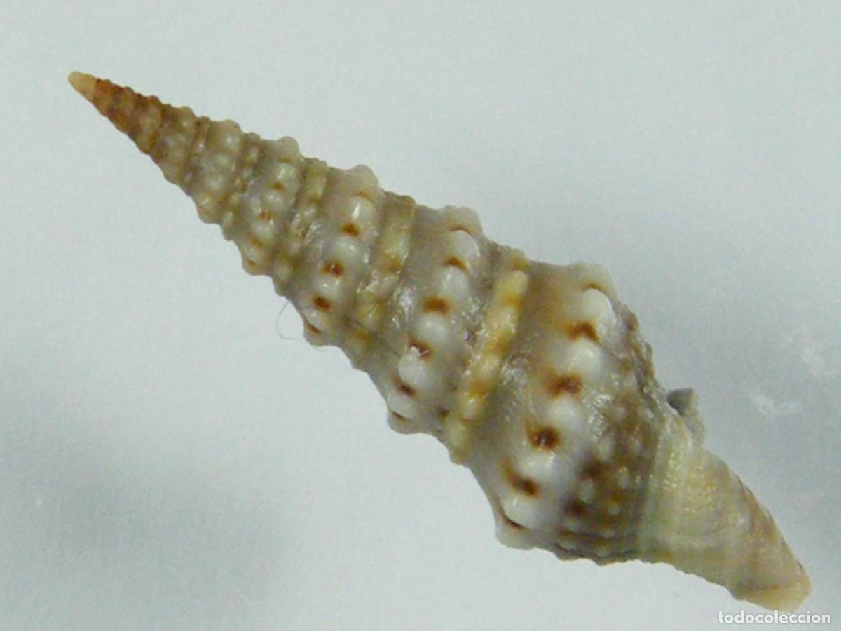 Coleccionismo de moluscos: #33014 Drillia coerulea. Gambia. - Foto 4