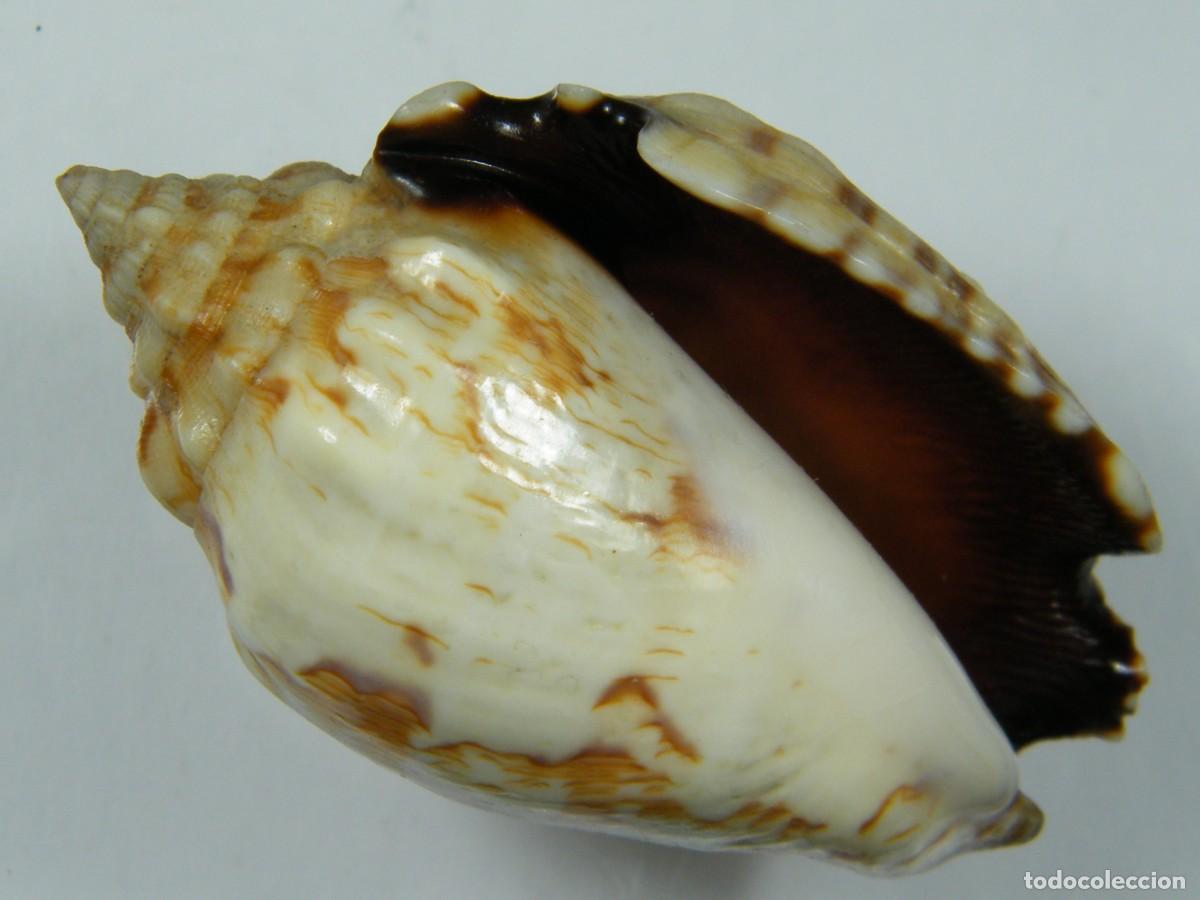 Coleccionismo de moluscos: #33066 Strombus pipus. Filipinas. - Foto 1