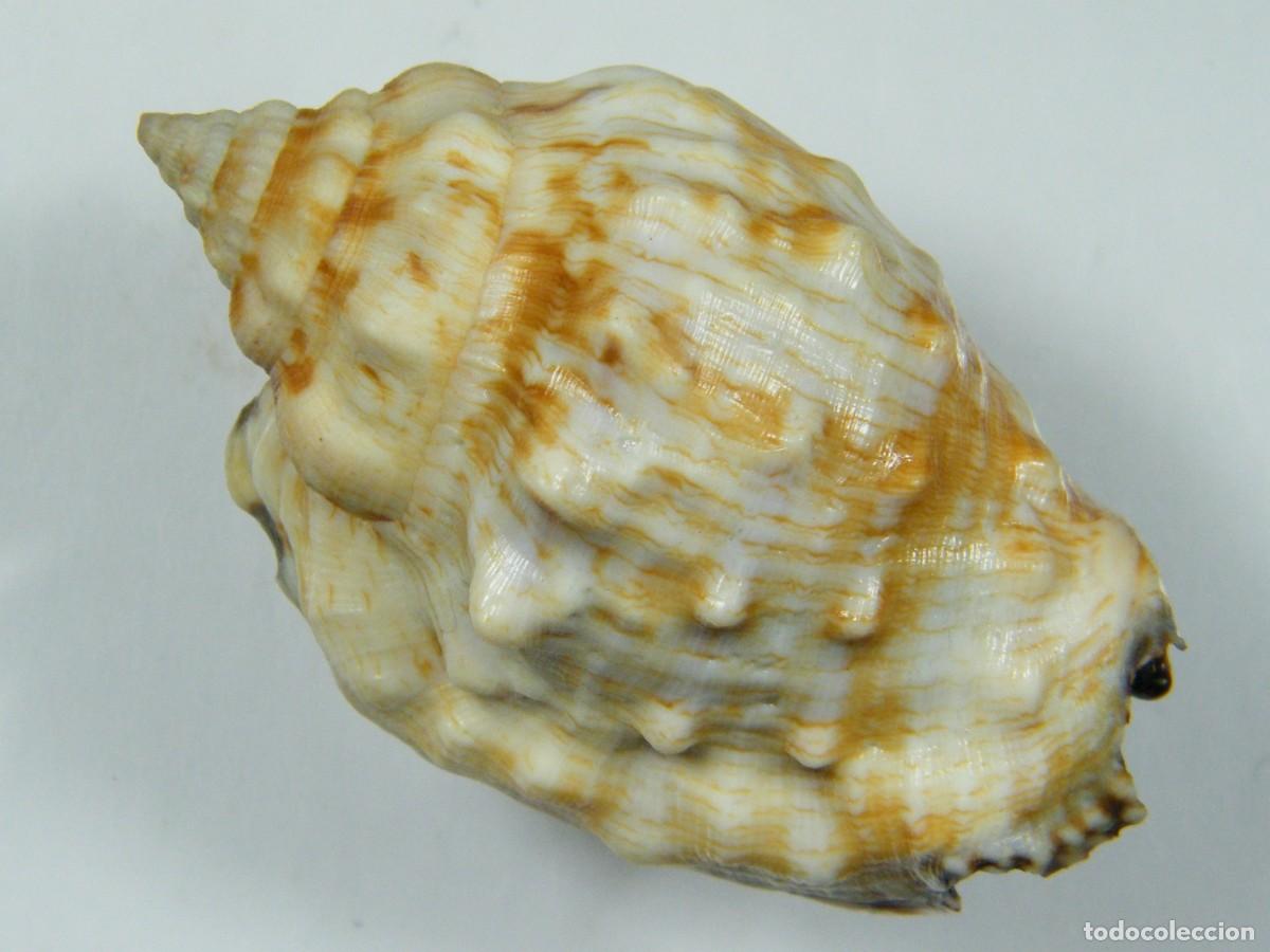Coleccionismo de moluscos: #33066 Strombus pipus. Filipinas. - Foto 3