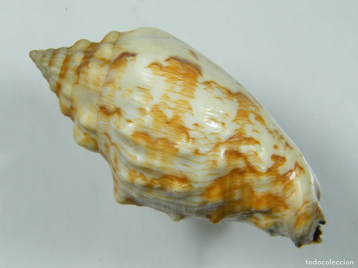 Coleccionismo de moluscos: #33066 Strombus pipus. Filipinas. - Foto 4