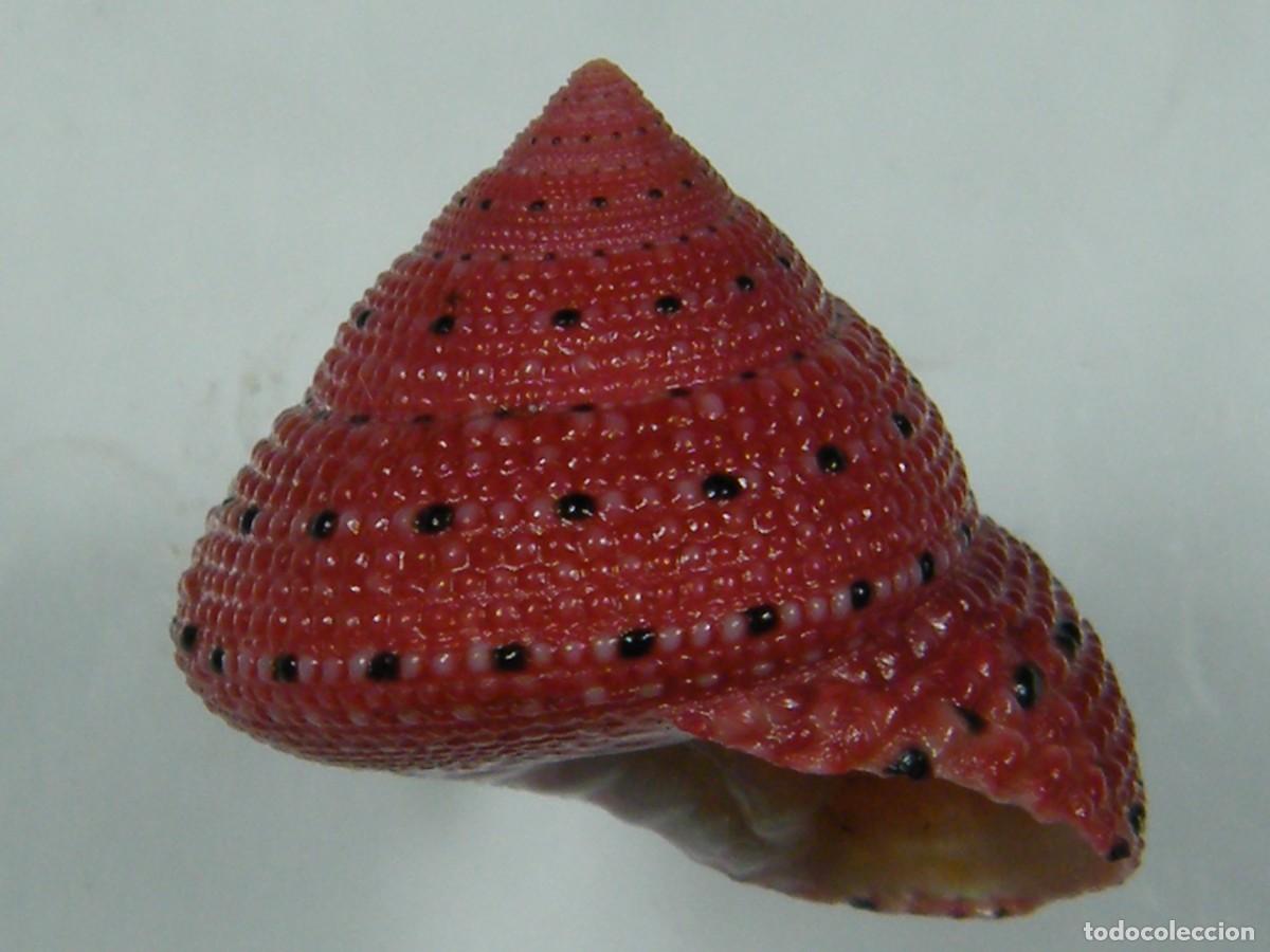 Coleccionismo de moluscos: #33071 Clanculus puniceus. Madagascar. - Foto 1