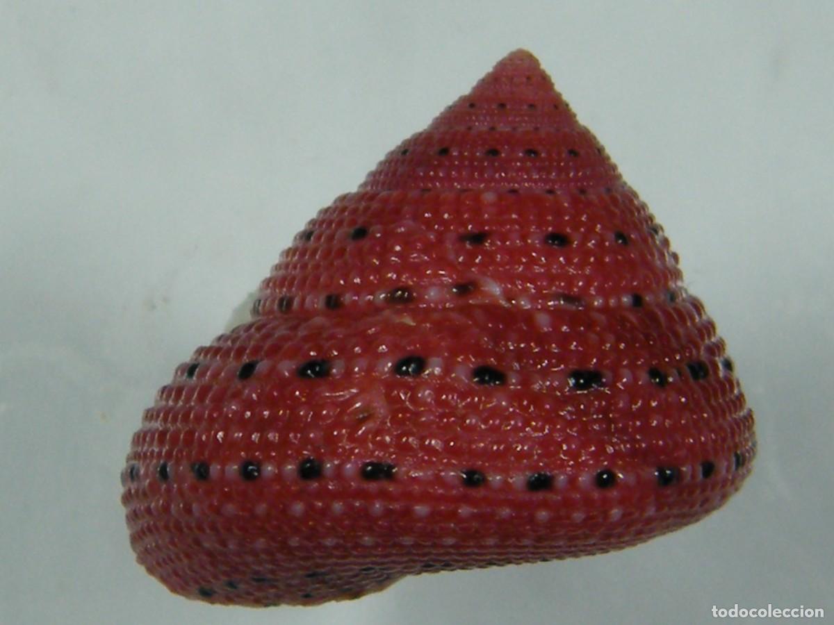 Coleccionismo de moluscos: #33071 Clanculus puniceus. Madagascar. - Foto 2