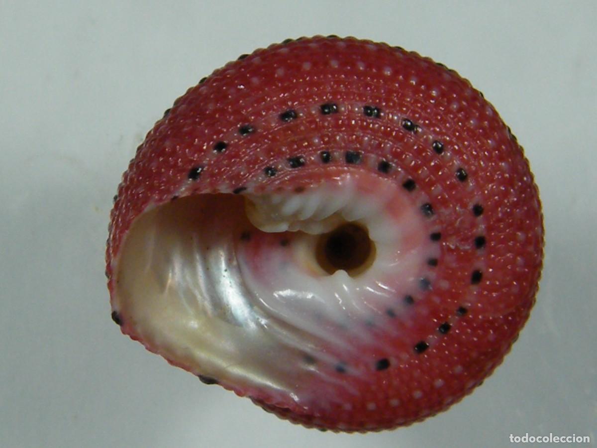 Coleccionismo de moluscos: #33071 Clanculus puniceus. Madagascar. - Foto 4