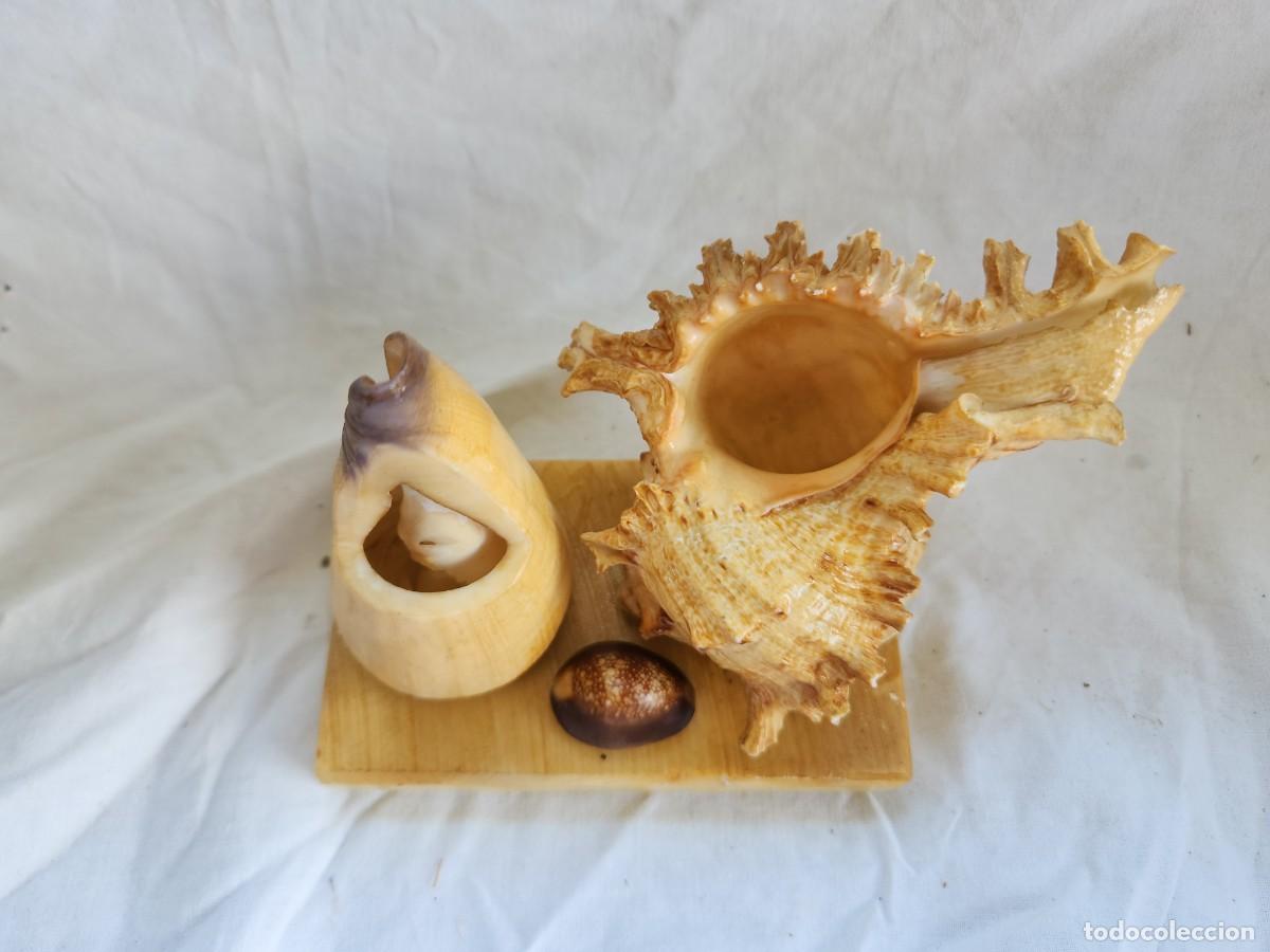 Coleccionismo de moluscos: Caracola - Foto 2