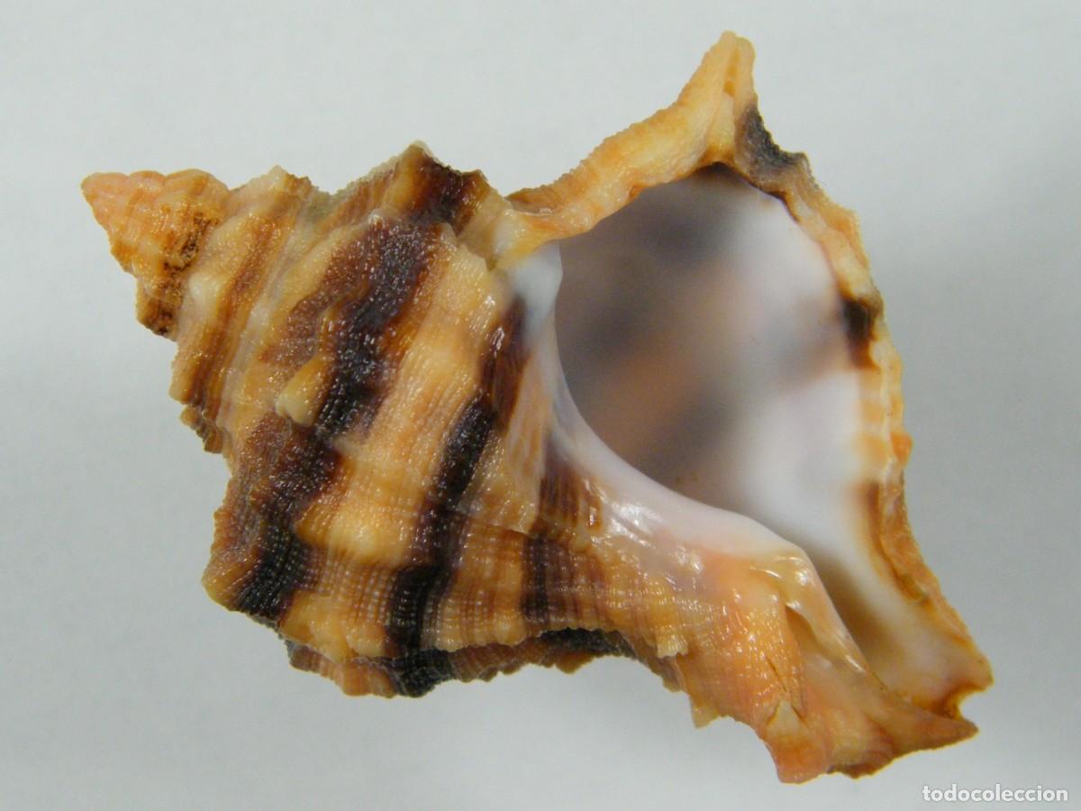 Coleccionismo de moluscos: #34030 Hexaplex trunculus. Espa&ntilde;a. - Foto 1