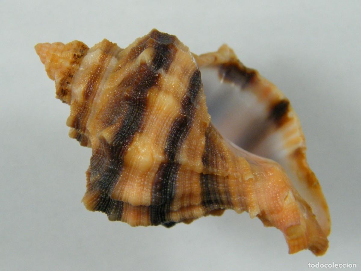 Coleccionismo de moluscos: #34030 Hexaplex trunculus. Espa&ntilde;a. - Foto 2